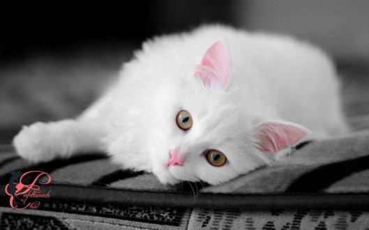 Gattino_Perfettamente_Chic