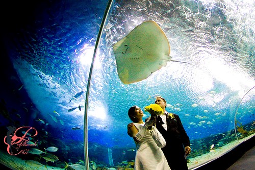 Ocean_Park_Manila_Matrimonio_bizzarro_Perfettamente_Chicc