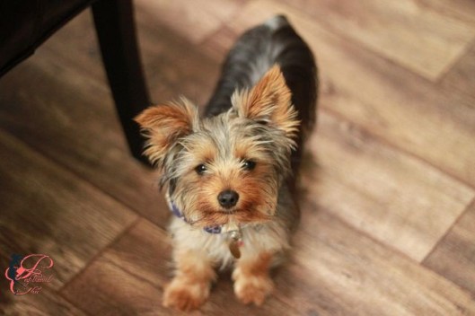 bau__bau_perfettamente_chic