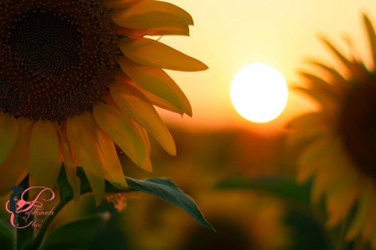 Indifferenza_perfettamente_chic