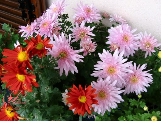 crisantemi_a_fiore_d_anemone_perfettamente_chic