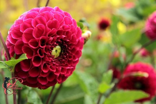 crisantemi_pompom_perfettamente_chic