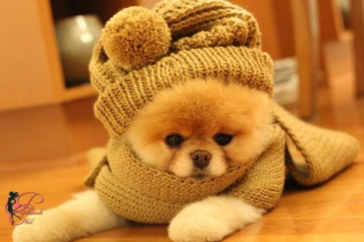 fereddo_perfettamente_chic