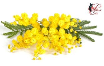 mimosa_perfettamente_chic_1.jpg
