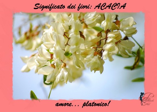 Acacia_perfettamente_chic_significato.jpg