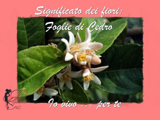fiori_di_cedro_perfettamente_chic_.jpg