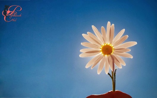 buongiorno_perfettamente_chic