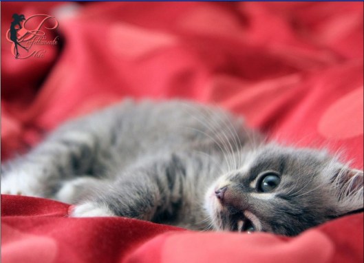 buongiorno_miao_perfettamente_chic_3