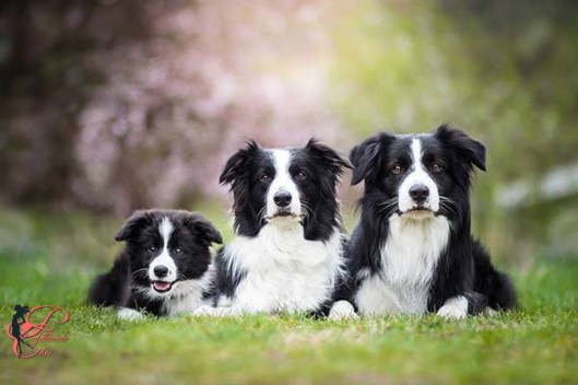 Border Collie _perfettamente_chic_2.jpg