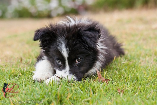 Border Collie _perfettamente_chic_3