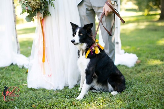 Border Collie _perfettamente_chic_4.jpg