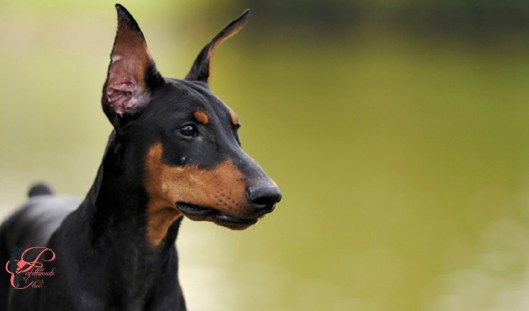 Dorbemann Pinscher_perfettamente_chic_1.jpg