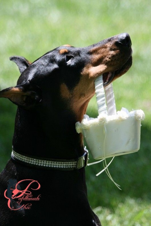 Dorbemann Pinscher_perfettamente_chic_3.jpg