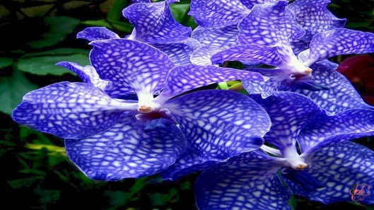 orchidea_vanda_perfettamente_chic